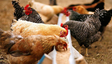 Studies of the feed market in the segment of the largest egg producers
