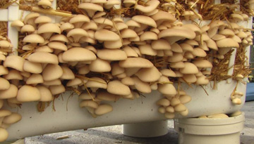 Studies of the market of cultivated mushrooms and vegetables of closed soil