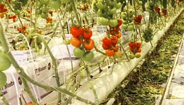 Study of the market of greenhouse vegetables: cucumber, tomato, eggplant, pepper and green crops