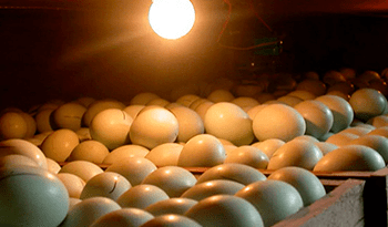 Study of the Russian market of incubation chicken eggs