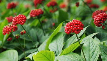 Studying the ginseng root market