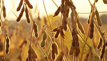 Research on the market of soybean Ukraine