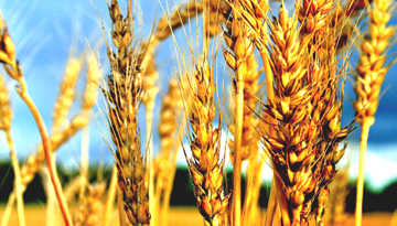 Study of the wheat market and grain processing products