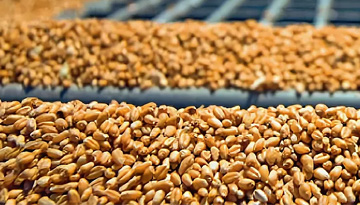 Studies of the market for deep processing of grain, biotechnology and biochemistry
