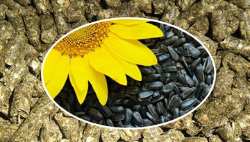 Study of the Spanish Sunflower Schrota Market