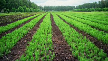 Research of the forest breeding and seed market of Russia