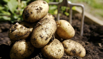 Research of the Russian potato market