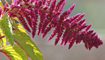 Research by the Russian market of potential use of amaranth