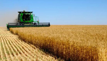 Research of the wheat market in the Rostov region