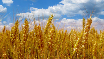 The Industrial Information Agency conducted an audit of the marketing research of the grain crops market.