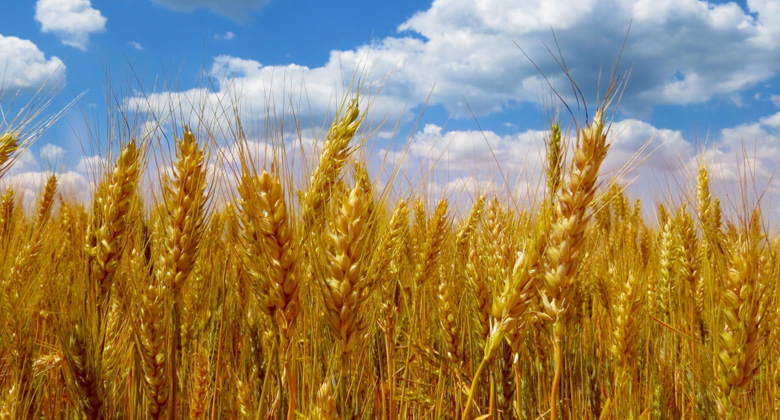 The Industrial Information Agency conducted an audit of the marketing research of the grain crops market.