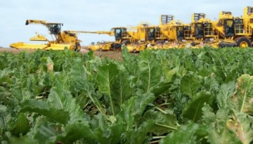 Study of the market of beet-harvesting equipment and bunkers-overloads of sugar beets